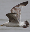 1cy argenteus in August, ringed in Belgium. (90559 bytes)