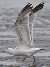 2cy argentatus in February, ringed in Norway. (75189 bytes)