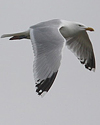 2cy argentatus in February, ringed in Norway. (75189 bytes)