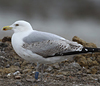 2cy argentatus in February, ringed in Norway. (75189 bytes)