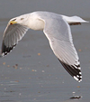 3cy argenteus in March, ringed in Belgium. (61218 bytes)