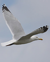 2cy argentatus in February, ringed in Norway. (75189 bytes)