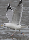 2cy argentatus in February, ringed in Norway. (75189 bytes)