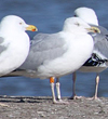 2cy argentatus in February, ringed in Norway. (75189 bytes)