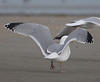 adult argentatus in November, ringed in Estonia. (42082 bytes)