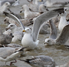 2cy argentatus in February, ringed in Norway. (75189 bytes)