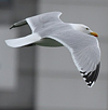 1cy argenteus in November, ringed in the UK.
