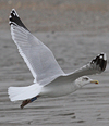 adult argentatus in November, ringed in Estonia. (42082 bytes)