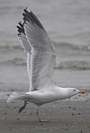 Herring Gull