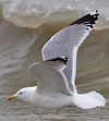 Herring Gull