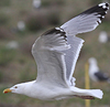 adult argentatus in November, ringed in Estonia. (42082 bytes)