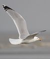 adult argentatus in November, ringed in Estonia. (42082 bytes)