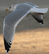 adult argentatus in November, ringed in Estonia. (42082 bytes)