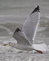 adult argentatus in November, ringed in Estonia. (42082 bytes)