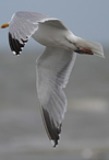 adult argentatus in November, ringed in Estonia. (42082 bytes)
