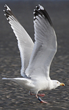 adult argentatus in November, ringed in Estonia. (42082 bytes)