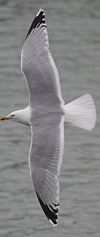 adult argentatus in November, ringed in Estonia. (42082 bytes)