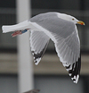adult argentatus in November, ringed in Estonia. (42082 bytes)