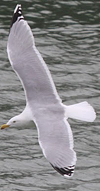 adult argentatus in November, ringed in Estonia. (42082 bytes)