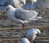 adult argentatus in November, ringed in Estonia. (42082 bytes)