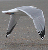 adult argentatus in November, ringed in Estonia. (42082 bytes)
