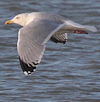 2cy argentatus in February, ringed in Norway. (75189 bytes)