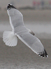 adult argentatus in November, ringed in Estonia. (42082 bytes)
