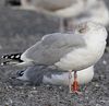 adult argentatus in November, ringed in Estonia. (42082 bytes)