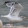 adult argentatus in November, ringed in Estonia. (42082 bytes)