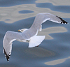 adult argentatus in November, ringed in Estonia. (42082 bytes)