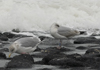 1cy argenteus in November, ringed in Belgium. (25637 bytes)