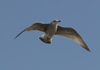 1cy argenteus in November, ringed in Belgium. (25637 bytes)