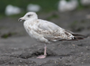 adult argenteus in October, ringed in Belgium. (60142 bytes)