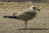 1cy argentatus in August, ringed in Finland. (93512 bytes)