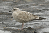 1cy argentatus in August, ringed in Finland. (93512 bytes)