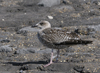1cy argenteus in September, ringed in Belgium. (63947 bytes)
