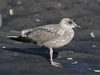 1cy argenteus in September, ringed in Belgium. (63947 bytes)