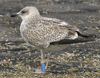 1cy argenteus in November, ringed in Belgium. (25637 bytes)