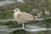 1cy argenteus in November, ringed in Belgium. (25637 bytes)