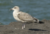 Herring Gull