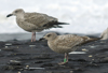 1cy argenteus in November, ringed in Belgium. (25637 bytes)