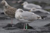 2cy argenteus in October, ringed in the Netherlands. (78696 bytes)