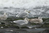 2cy argenteus in October, ringed in the Netherlands. (78696 bytes)