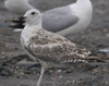 3cy argenteus in January, ringed in the Netherlands. (68274 bytes)