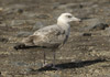 3cy argenteus in January, ringed in the Netherlands. (68274 bytes)