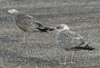 1cy argenteus in August, ringed in Belgium. (90559 bytes)