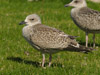 1cy argenteus in August, ringed in Belgium. (90559 bytes)