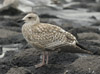 1cy argenteus in August, ringed in Belgium. (90559 bytes)