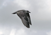 1cy argenteus in August, ringed in Belgium. (90559 bytes)