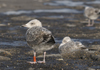 adult argenteus in October, ringed in the Netherlands. (79042 bytes)